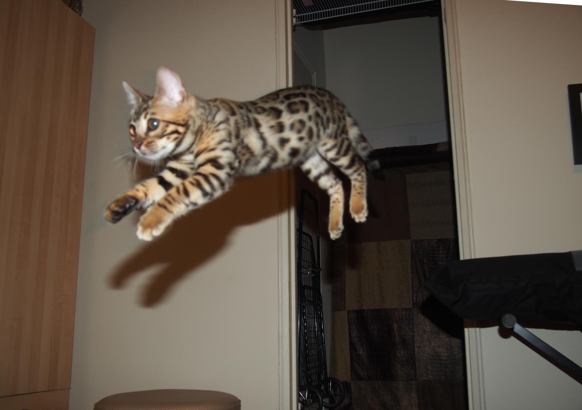 Bengal Kittens and Cats in New Jersey - Buy or Adopt