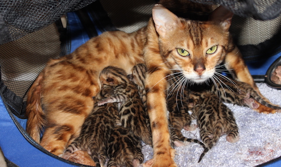 Anjou Bengals